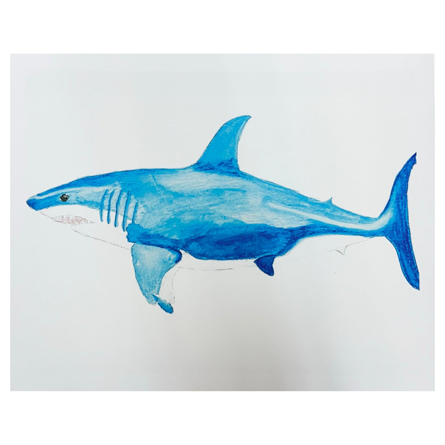 Shark - Giclee Print