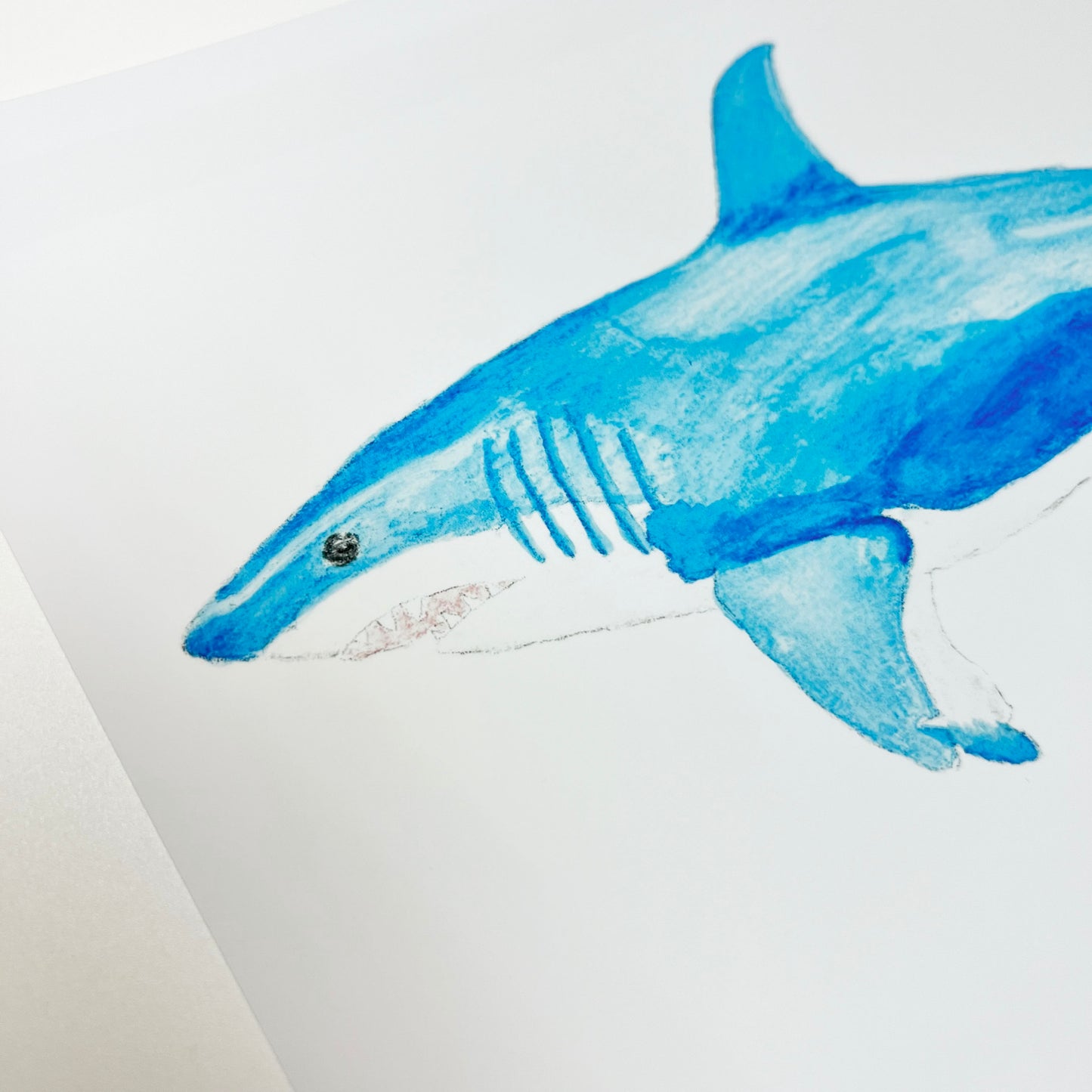 Shark - Giclee Print